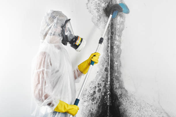  Navesink, NJ Mold Removal Pros